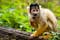 photo of squirrel monkey in Apenheul Primate Park in Apeldoorn, the Netherlands.