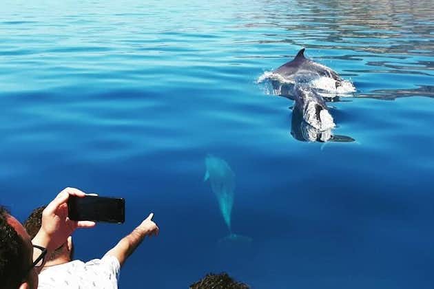 Osservazione dei delfini e giro in barca a Sesimbra
