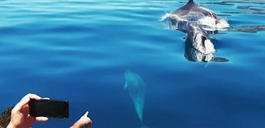 Excursão de barco somente para observação de golfinhos em Sesimbra