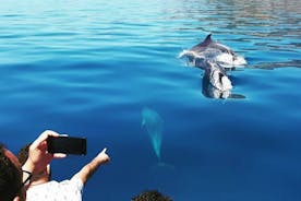 Dolfijnen kijken en boottocht in Sesimbra