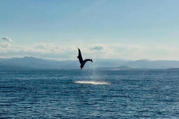 海豚观赏之旅 - 阿兰奇湾出发