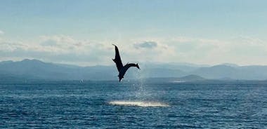 Dolphin Watching Tour - from Golfo Aranci