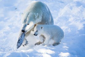Visit Ranua Arctic Wildlife Park from Kemi
