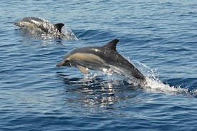 阿尔加威吉普野生动物园和乘船游览-全日山与海豚