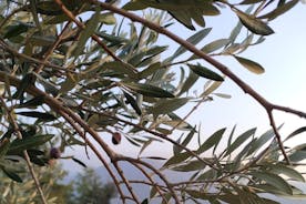 Bodrumin rustiikkilounas ja oliivimaistelukierros