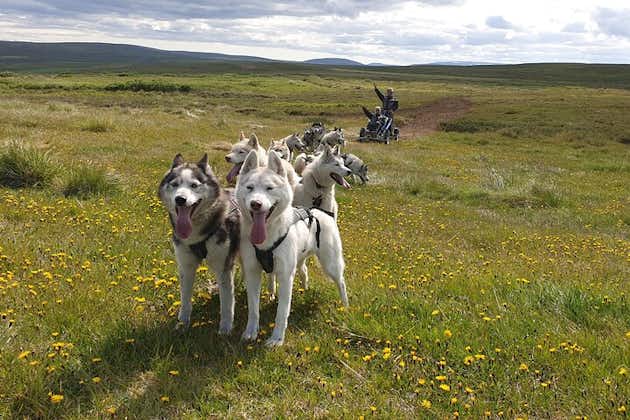  Expérience de traîneau à chiens et de mushing par un Husky sibérien en Islande