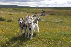  Experiência de trenó puxado por cães e trenó puxado por Husky Siberiano na Islândia