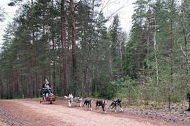 Esperienza di slitta trainata da cani Husky in Lettonia - Tour privato da Riga