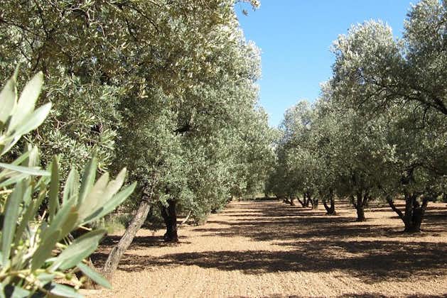 Olivenoljetur og besøk i gamlebyen i Belchite