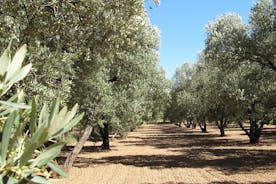 Olivenolietur og besøg i Belchites gamle bydel
