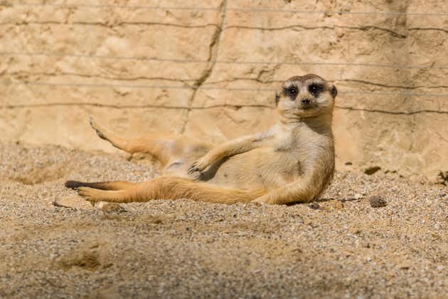 Suricate lying down and enjoying the morning sun in the Ljubljana ZOO on a sunny autumn afternoon