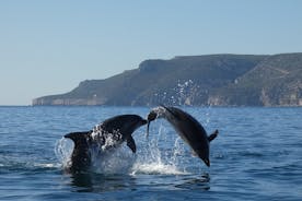 Dolfijnen kijken en rondleiding in het natuurpark Arrábida