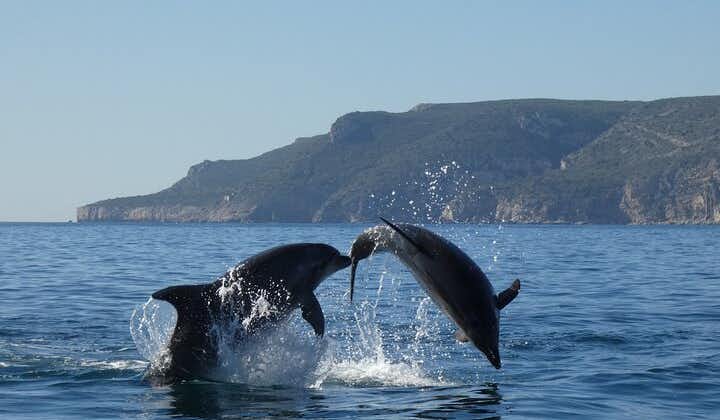 Dolphin Watching and Tour in the Arrábida Natural Park