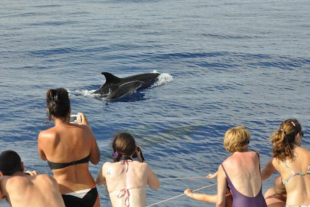 Arieiro Peak and Cristo Rei 4x4 Experience + Dolphins Watching