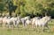 Photo of Lipizzan horses,Lipica.