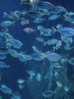 Glass bottom boat tours in Gran Canaria, Spain