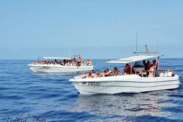 Tour de avistamiento de ballenas y delfines en la isla de Terceira