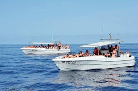 特塞拉岛的鲸鱼和海豚观赏之旅