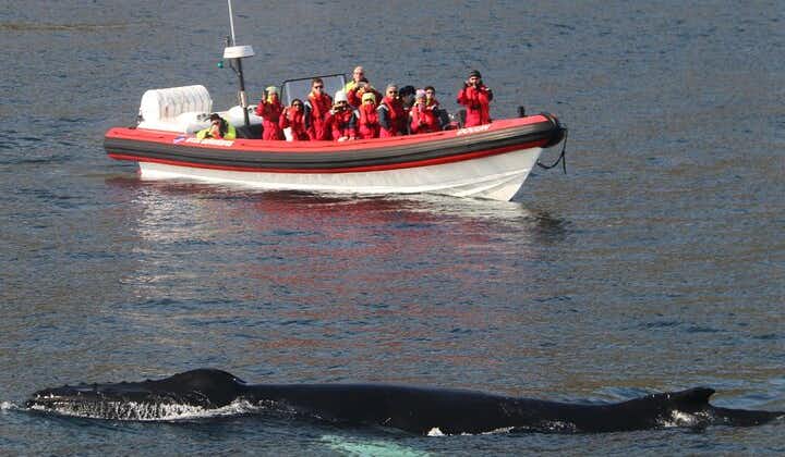 Express Whale Watching in Dalvik 