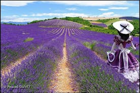 Nice: Gorges of Verdon og Fields of Lavender Tour