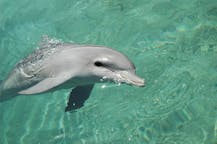 Svøm med delfiner i Salerno-provinsen, Italien