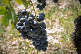 Vintur rundt vingårder i Cagliari