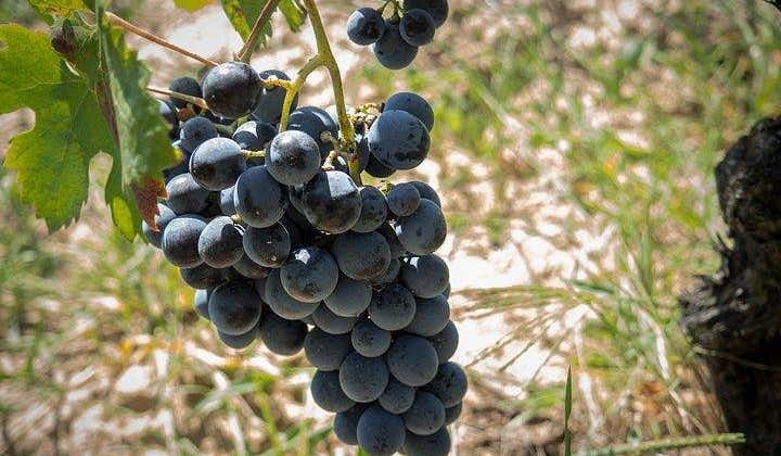 Weintour durch die Weinberge von Cagliari