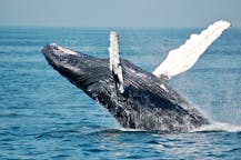 Whale watching tours in Croatia