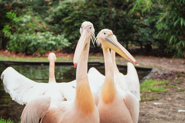 Photo of group of pelicans on the edge of a puddle iin Burgers' Zoo in The Netherlands.