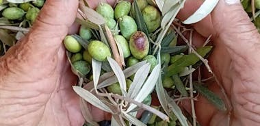 莱夫卡达微型农场的橄榄油体验