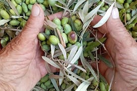 莱夫卡达微型农场的橄榄油体验