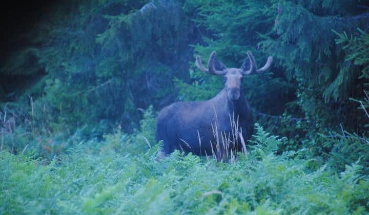 Moose safari in the wild Sweden Tiveden