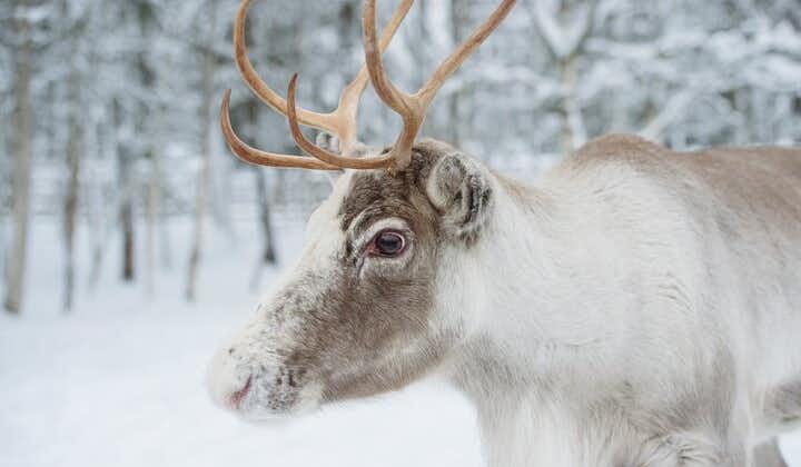 Giro in slitta con le renne ed esperienza in fattoria da Rovaniemi