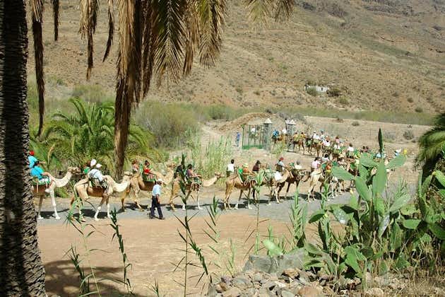 Promenade à dos de chameau à Fataga avec tapas et boissons