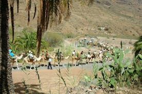 Promenade à dos de chameau à Fataga avec tapas et boissons