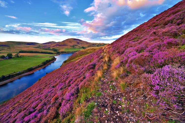 Photo of colorful landscape with a footpath through the hill slope covered by violet heather flowers and green valley, river, mountains, Edinburgh, Scotland.