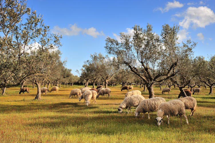 Photo of rural picture of a flock of sheep in an olive tree field, Kalamata, Greece.
