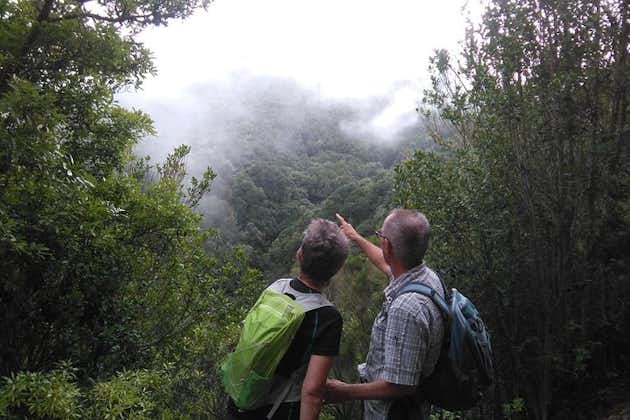 テネリフェ島の魔法の森を通る素晴らしいハイキング
