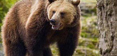 Bärenbeobachtung in freier Wildbahn von Brasov