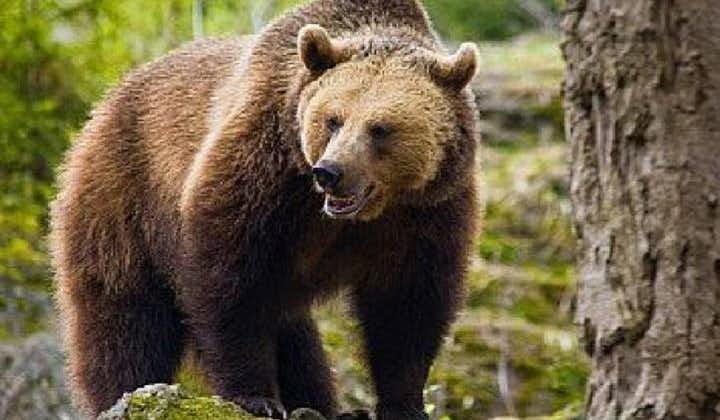 Observation des ours dans la nature depuis Brasov