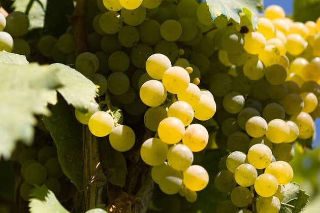 Guidad vinframställningstur i Irpinia med provsmakningar