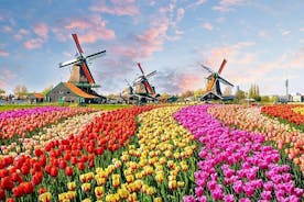 로테르담에서 출발하는 프라이빗 큐켄호프 튤립밭 & 꽃 관광 투어
