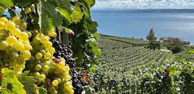 Bodensjøen vintur > dagstur > vinsmaking hos 3 vinprodusenter