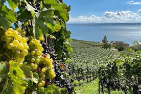 Visite des vins du lac de Constance > visite d'une journée > dégustation de vins chez 3 vignerons