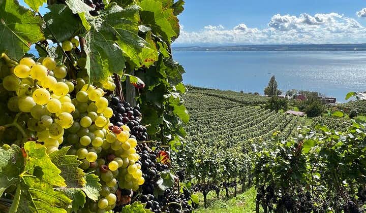 Lake Constance wine tour > day tour > wine tasting at 3 winemakers