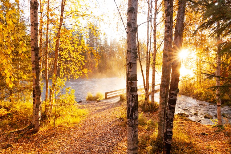 Photo of Morning sunrays shining through Silver birch, Betula pendula leaves next to river rapids in Käylä, near Kuusamo.