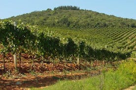 SIENA 的 Suvereto 葡萄酒体验私人之旅