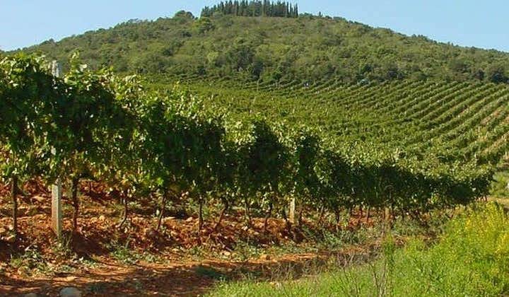 Suvereto Wine Experience PRIVAT TUR från SIENA