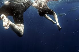 Azores Swim with Dolphins Atlantic Experience