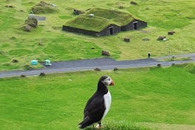 Eyjascooter Puffin Tour i Island